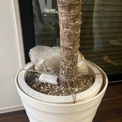 観葉植物　ユッカ　ガーデニング　植物の画像