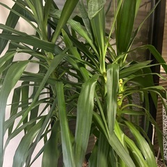 観葉植物　ユッカ　ガーデニング　植物の画像