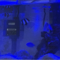 海水魚の画像