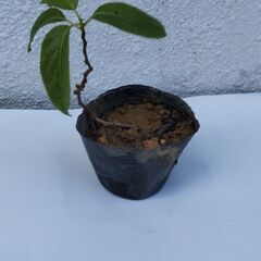 サルナシ（ベビーキーウイ）挿し木苗の画像