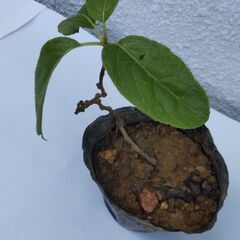 サルナシ（ベビーキーウイ）挿し木苗の画像