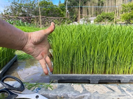 30kg玄米　美味しさを追求した「にこまる」④