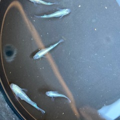 メダカすくいとメダカ販売の画像