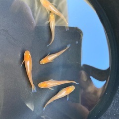 メダカすくいとメダカ販売の画像