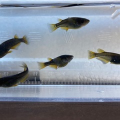メダカすくいとメダカ販売の画像