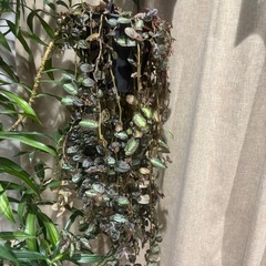ピレア　観葉植物　ハンギング　ガーデニング　おしゃれ　観葉植物　塊根植物　多肉植物　ビザールプランツ　レアプランツ　ガーデニング　植物　グリーン　趣味　盆栽　葉　花　庭　草　インテリア　おしゃれ　飾り　園芸　の画像