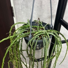 観葉植物 
リプサリス パラドクサの画像