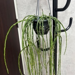 観葉植物 
リプサリス パラドクサの画像