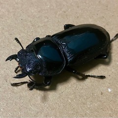 シェンクリングオオクワガタ　74×41　の画像