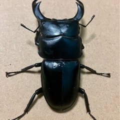 シェンクリングオオクワガタ　74×41　の画像