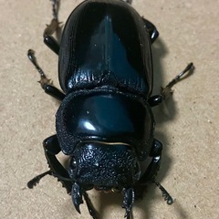 シェンクリングオオクワガタ　74×41　の画像