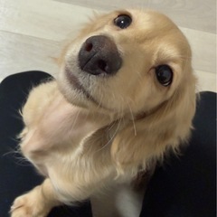 里親募集します。ミニチュアダックスフンド　4ヶ月