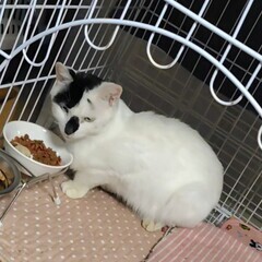 足にまとわりつき猫にゃん♡