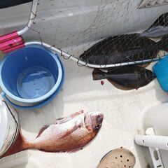 魚　釣りもの　10/25限定　ひらめ　イナダ　ワラサ　太刀魚　鯖　鯛　早い者勝ちの画像