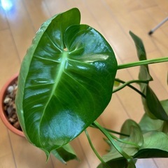 激レア　モンステラ　ミューテーションの画像