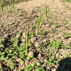 11/2(日) 13時〜農作業(自然栽培)お手伝い。野菜お…