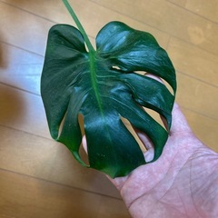 激レア　モンステラ　ミューテーションの画像