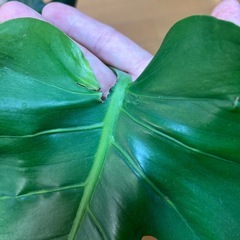 激レア　モンステラ　ミューテーションの画像