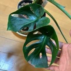 激レア　モンステラ　ミューテーションの画像