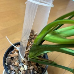 激レア　モンステラ　ミューテーションの画像