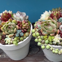 多肉植物寄せ植え鉢、リースの画像