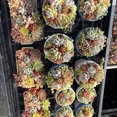 多肉植物寄せ植え鉢、リースの画像