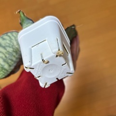 サンセベリア　サンスベリア　ドラゴンキング　激レアの画像
