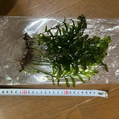 ボルビティス ヒュディロティの画像