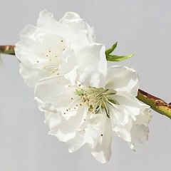 花桃の画像