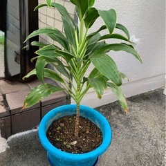 ドラセナ　観葉植物の画像