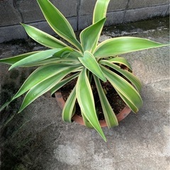 アガベ　観葉植物の画像