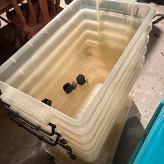 無料　衣装ケース　まとめの画像