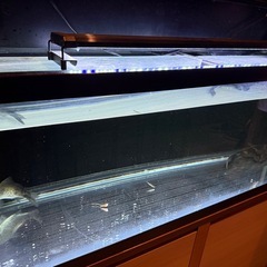 120水槽　水槽台　セットの画像