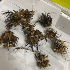 ラナンキュラス　球根の画像