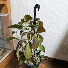 Hoya mindorensis pinkの画像