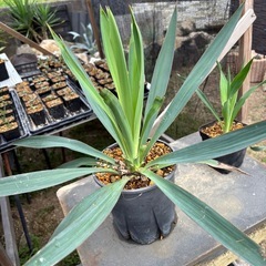 アガベ&ドライガーデンやってみたい人大歓迎200円からあります。の画像