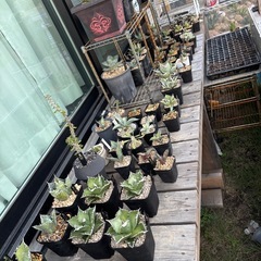 アガベ&ドライガーデンやってみたい人大歓迎200円からあります。の画像