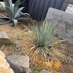 アガベ&ドライガーデンやってみたい人大歓迎200円からあります。の画像