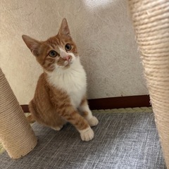 😍チヨー甘えん坊さんの茶白くん🎈🎈