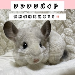 ⭐️チンチラ⭐️ かわいい2匹です❣️