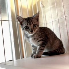 綺麗なサバトラの女の子2ヶ月