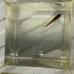 2025年産琉球メダカ10匹2000円の画像