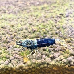 SAMURAI BLUEの画像