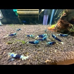 SAMURAI BLUEの画像