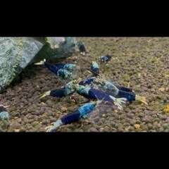 SAMURAI BLUEの画像