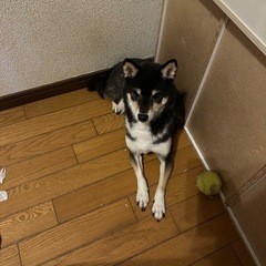 黒豆柴　雌　去勢済み　7才