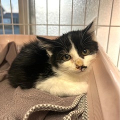 ハチワレちょと長毛女子