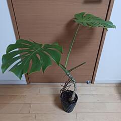 7000円★2 モンステラ　5号　幹立ち　幹上がり　観葉植物の画像