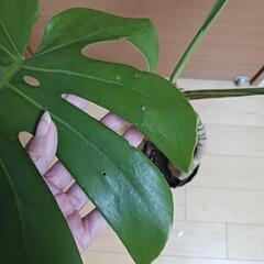 7000円★2 モンステラ　5号　幹立ち　幹上がり　観葉植物の画像