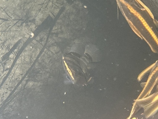 ダトニオワイルド 本日限定1匹7000円2匹で14000円